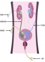 【厚德精医】小小结石背后的致命威胁，警惕泌尿系结石并发症——尿源性脓毒症