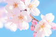春日“甜蜜的烦恼”：花粉过敏全攻略，让您轻松应对！