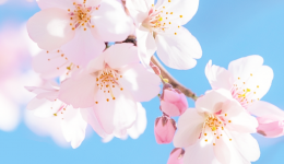 春日“甜蜜的烦恼”：花粉过敏全攻略，让您轻松应对！